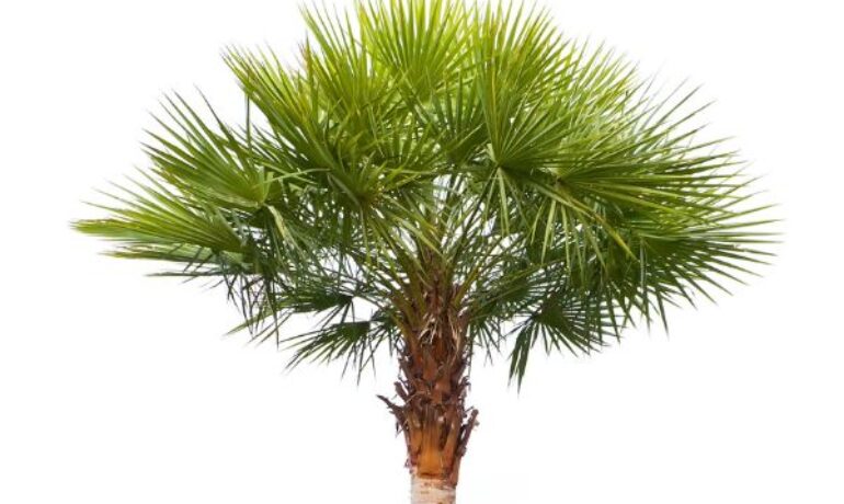 Carnaúba, a árvore da vida.